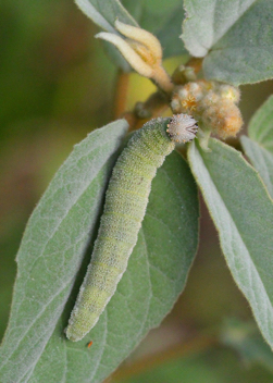 Goatweed Leafwing caterpillar